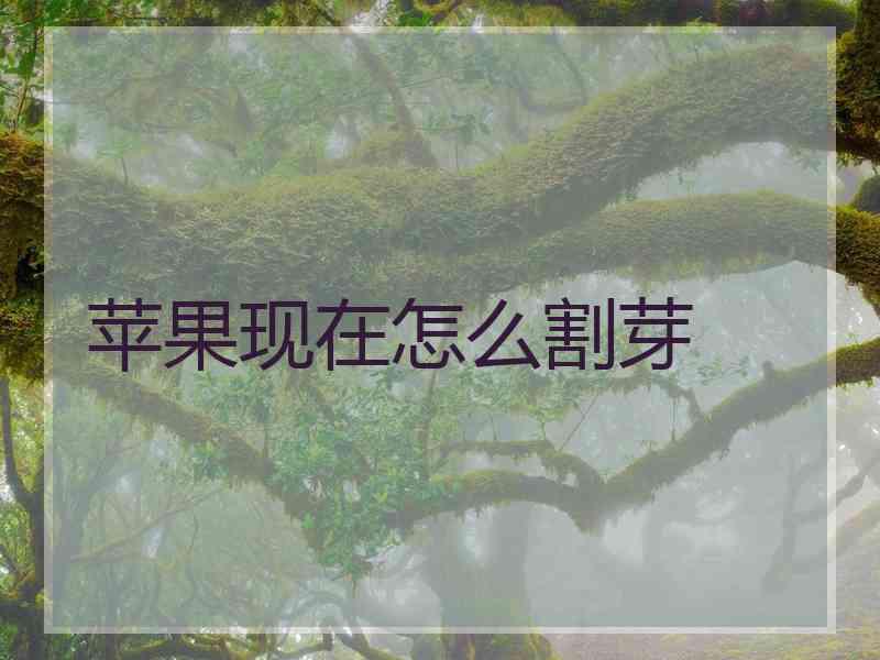 苹果现在怎么割芽 苹果现在怎么割芽