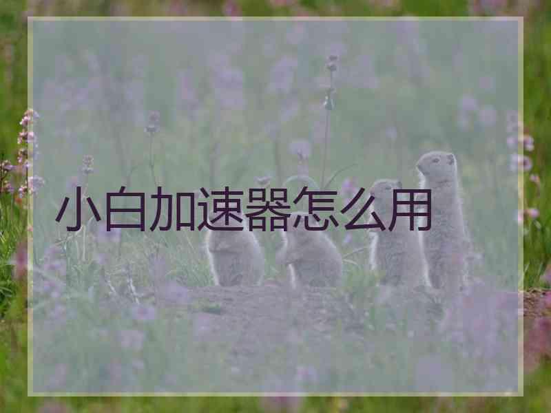 小白加速器怎么用