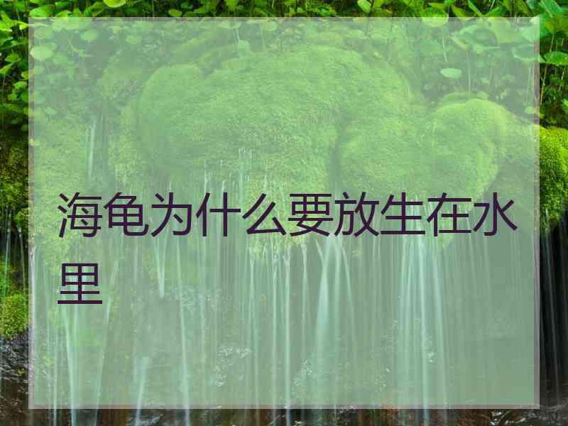 海龟为什么要放生在水里