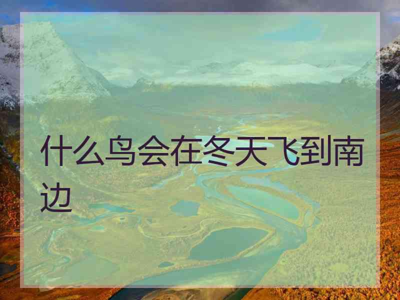 什么鸟会在冬天飞到南边