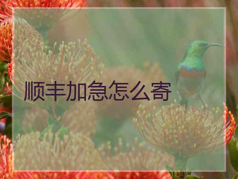 顺丰加急怎么寄