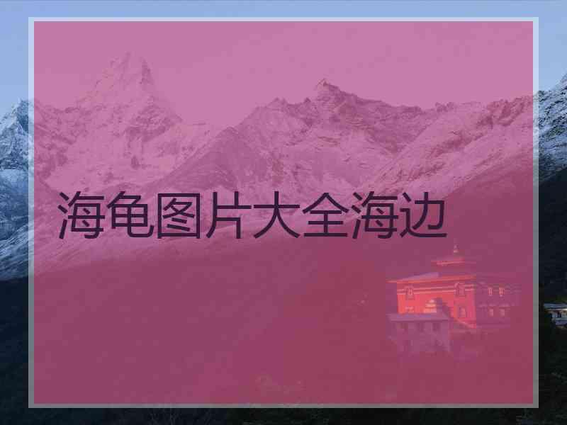 海龟图片大全海边