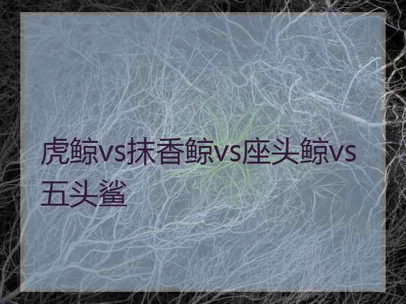 虎鲸vs抹香鲸vs座头鲸vs五头鲨