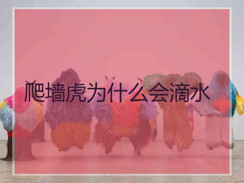 爬墙虎为什么会滴水