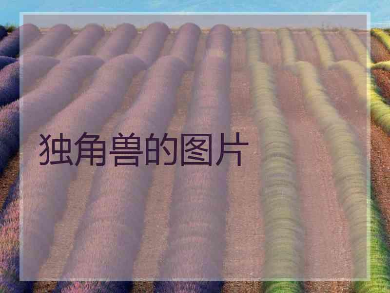 独角兽的图片