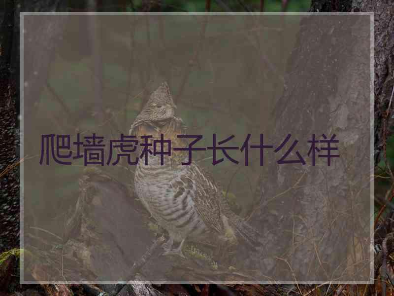 爬墙虎种子长什么样