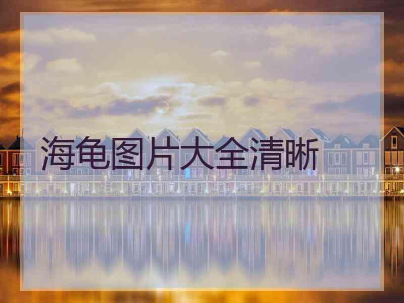 海龟图片大全清晰