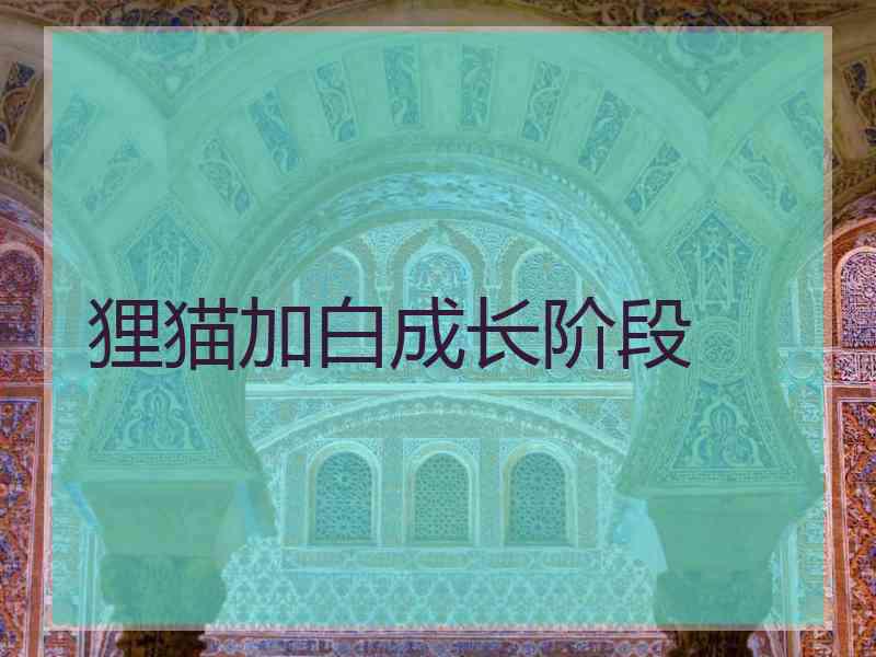 狸猫加白成长阶段