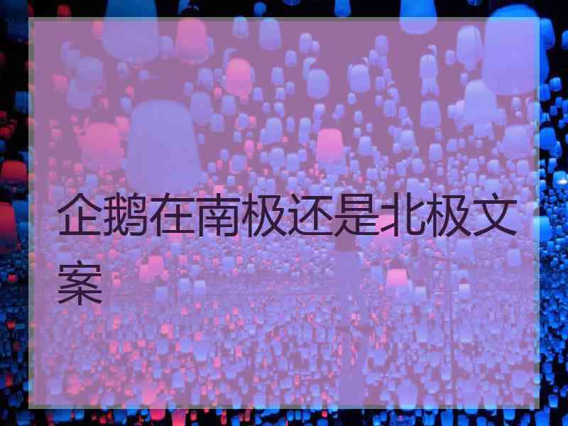 企鹅在南极还是北极文案