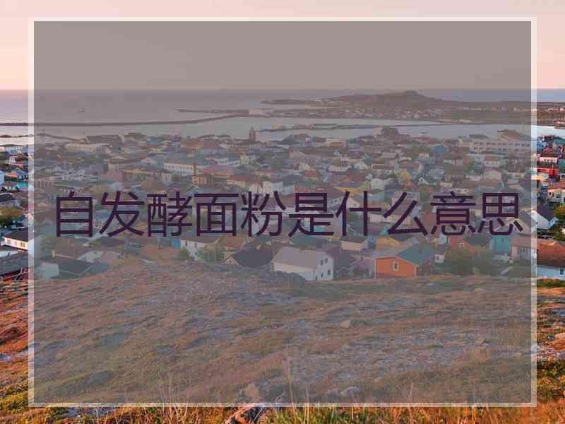 自发酵面粉是什么意思