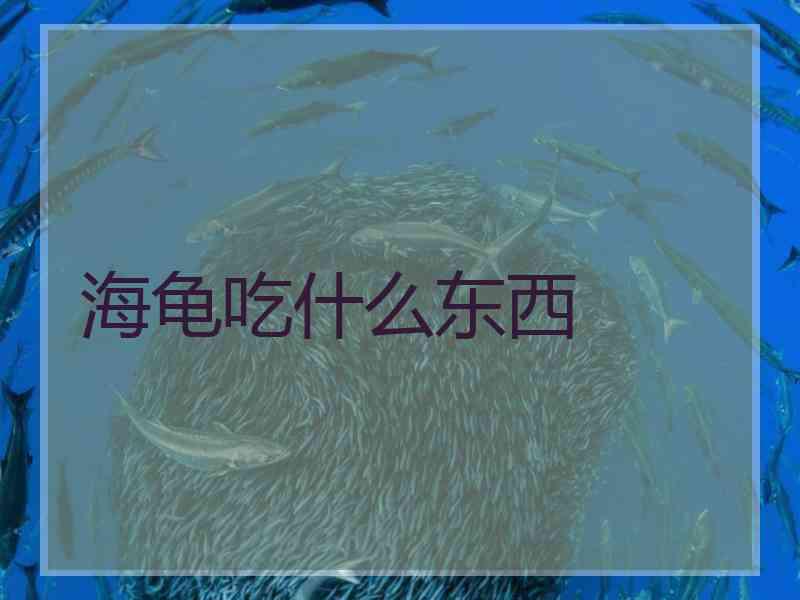 海龟吃什么东西