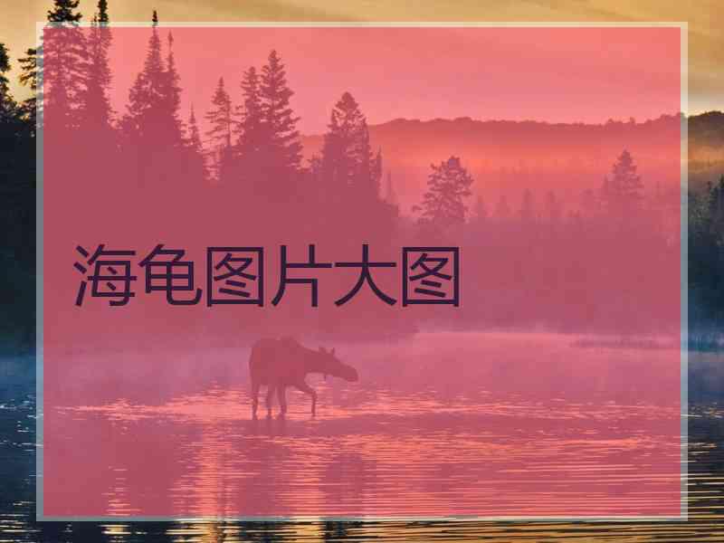 海龟图片大图