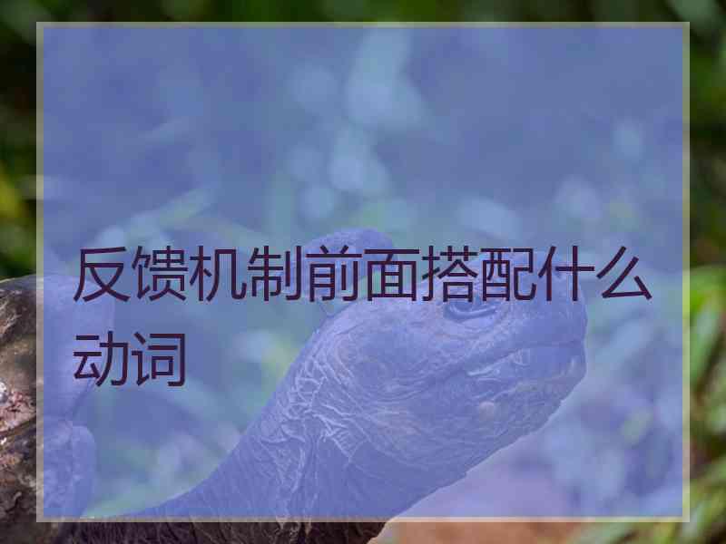 反馈机制前面搭配什么动词