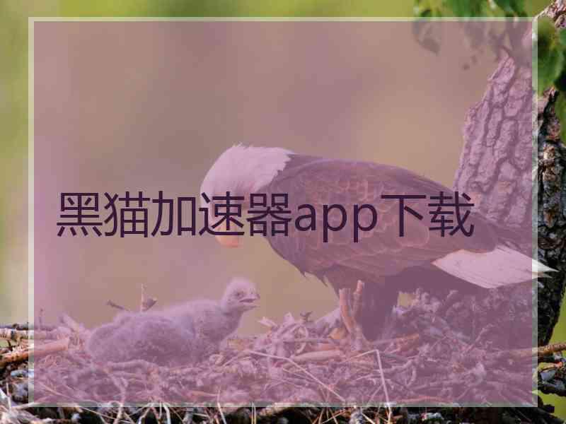 黑猫加速器app下载