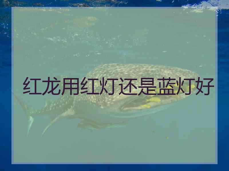 红龙用红灯还是蓝灯好