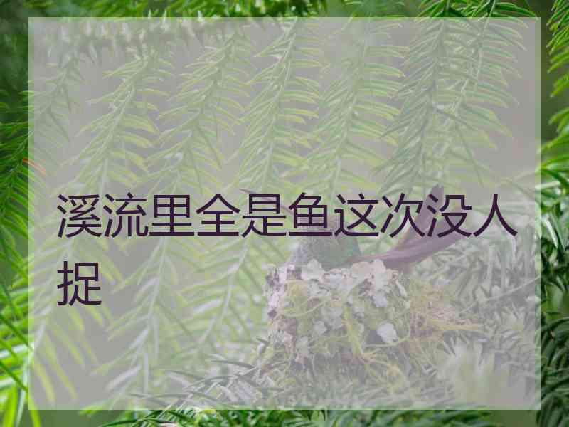 溪流里全是鱼这次没人捉