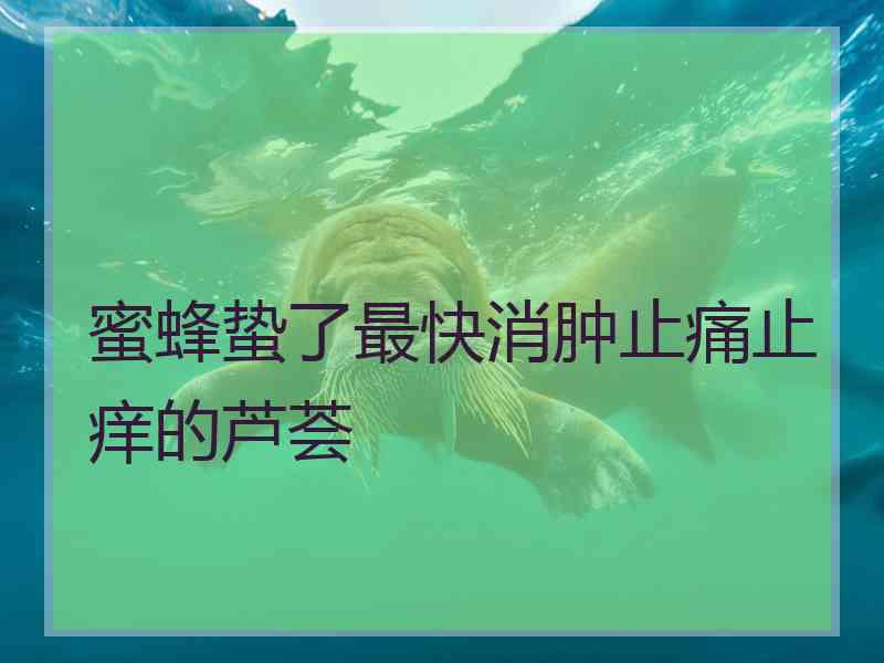 蜜蜂蛰了最快消肿止痛止痒的芦荟