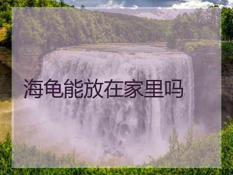 海龟能放在家里吗