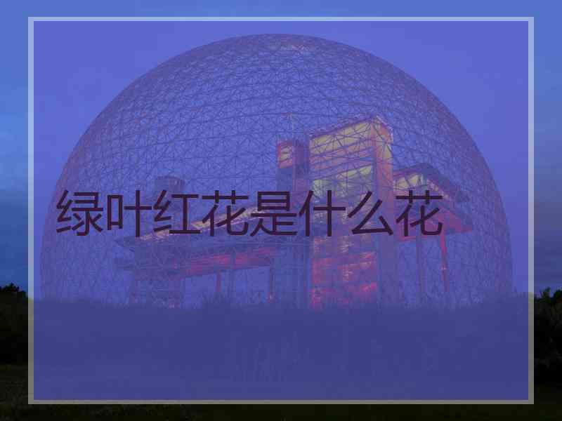 绿叶红花是什么花