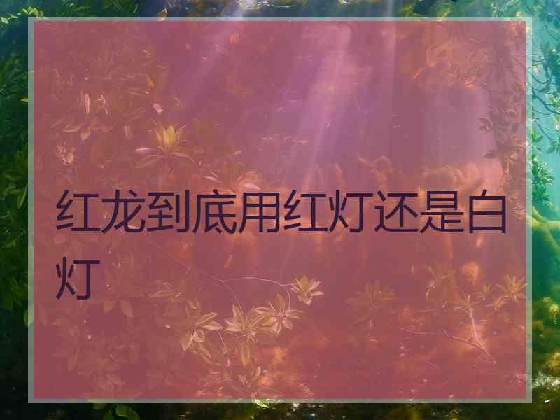 红龙到底用红灯还是白灯