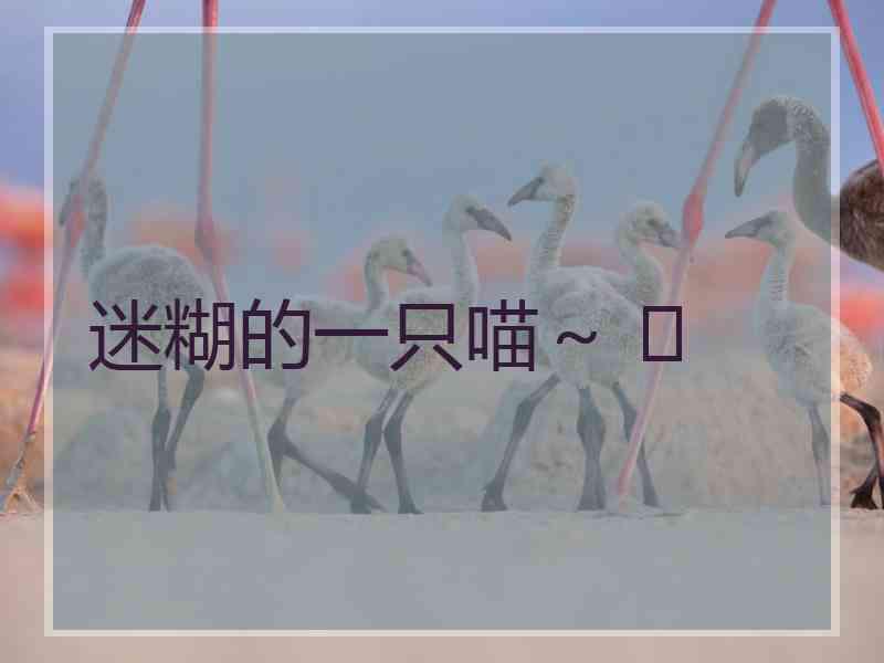 迷糊的一只喵～ ฅ
