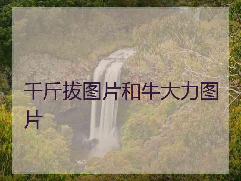 千斤拔图片和牛大力图片