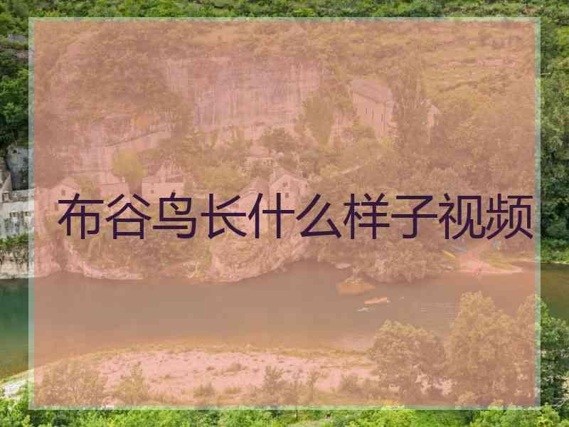 布谷鸟长什么样子视频
