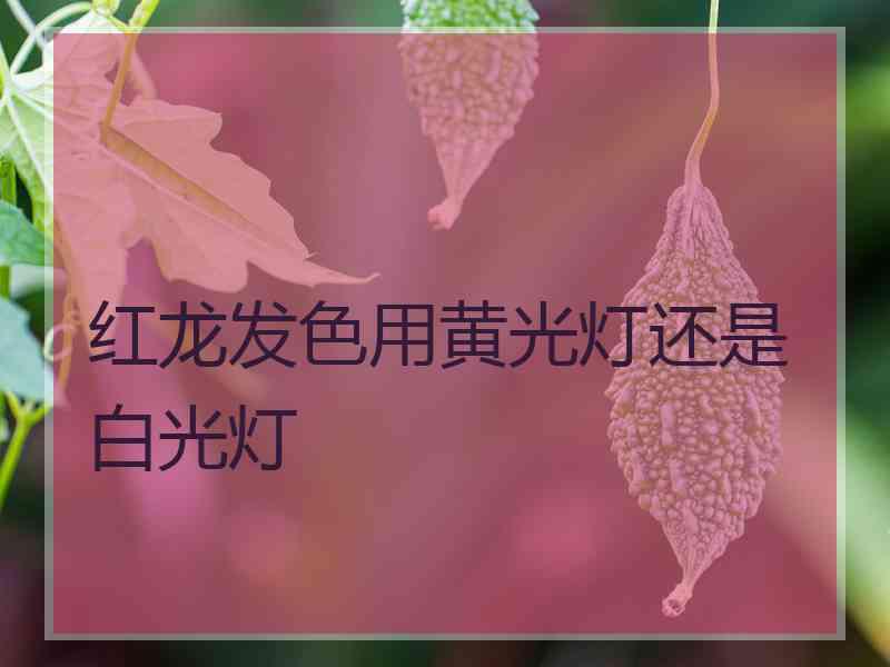 红龙发色用黄光灯还是白光灯