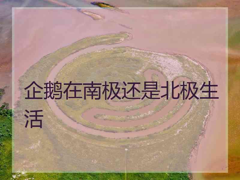 企鹅在南极还是北极生活
