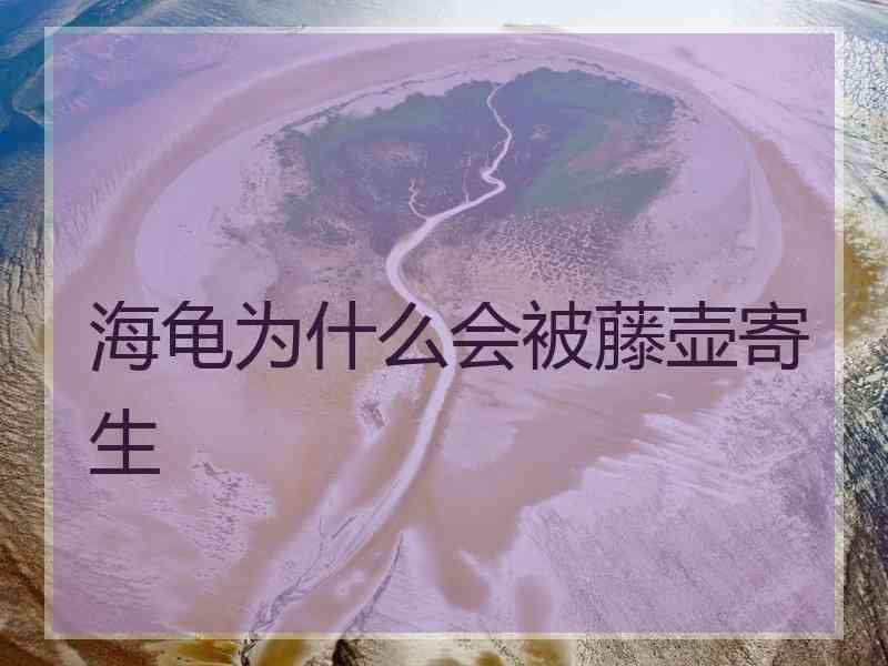 海龟为什么会被藤壶寄生