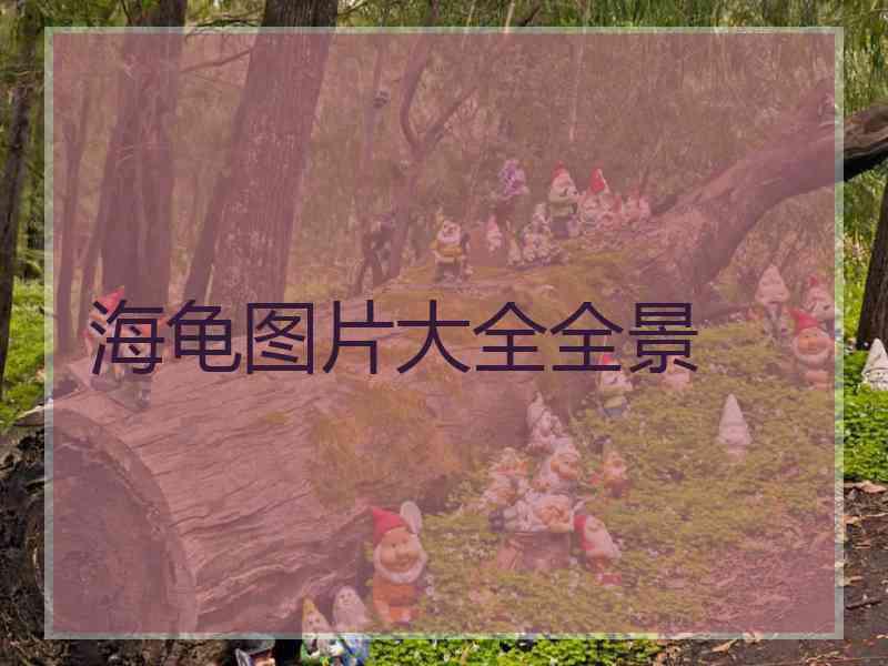 海龟图片大全全景